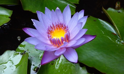 女性霉菌怎么感染的-【女性霉菌用什么洗液好】女性霉菌怎么彻底根治 - 女性霉菌怎么用药网
